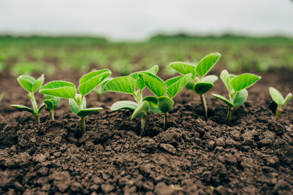 soil conductivity map - healthy crops